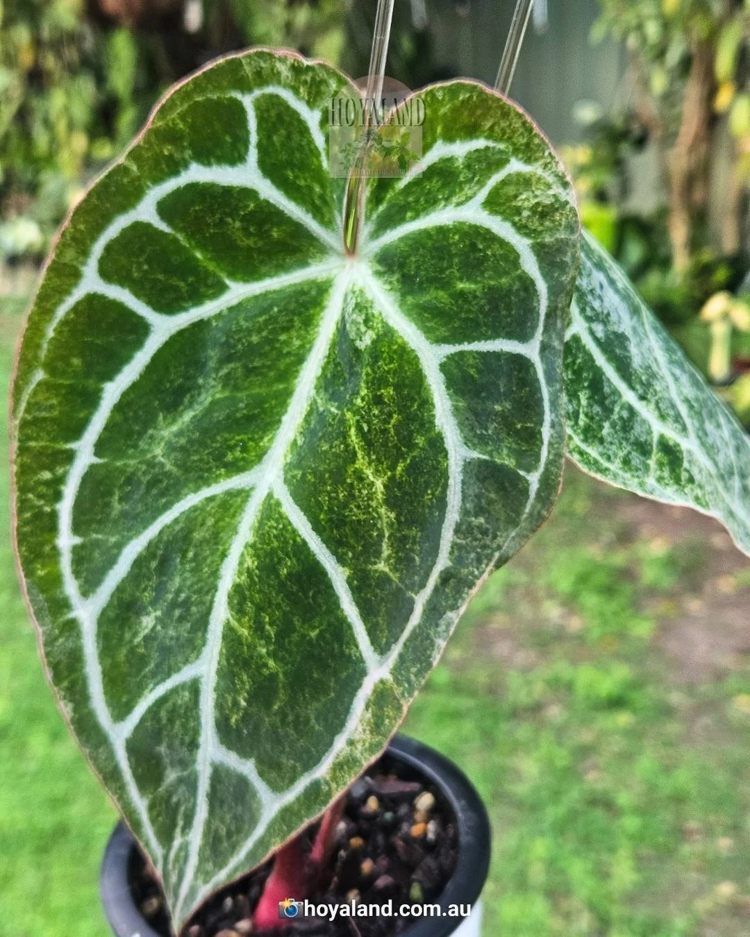 Rare Anthurium Super Muscle (Darkest Panama * Dark Lux) — Hoya